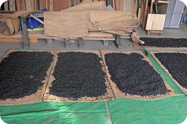 黒豆栽培工程5